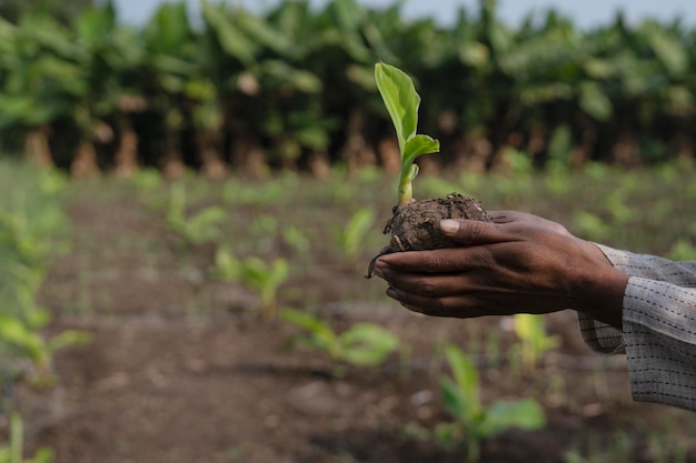 plantação de banana