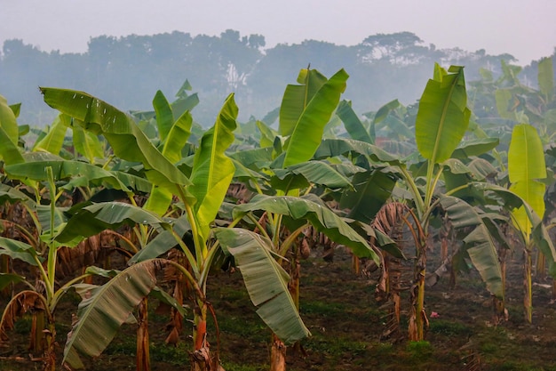 Plantação de bananas pela manhã em Jashore Khulna Bangladesh