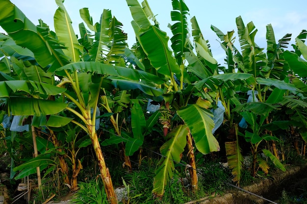 plantação de bananeiras. Lady Finger banana é uma cultivar diplóide de Musa acuminata. fino, pequeno, doce.