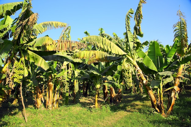 Plantação de Bananeiras