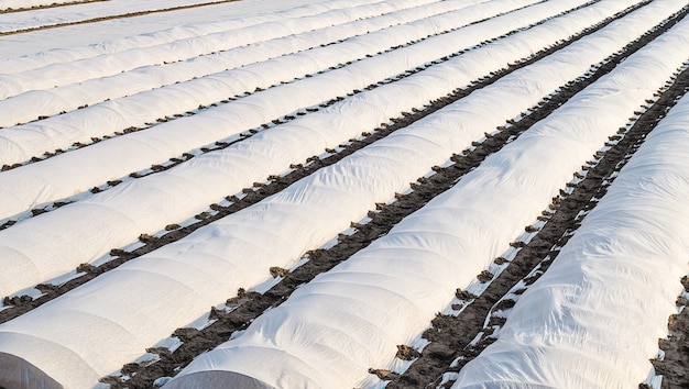 Plantação de batata agrícola protegida com tecido agrícola spunbond spunlaed Efeito estufa