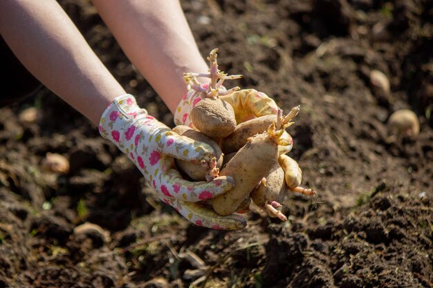 plantação de batatas na quinta de primavera batatas nas mãos foco seletivo natureza