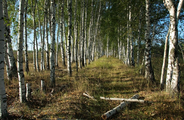 Plantação de bétula em uma manhã ensolarada de verão na região de Ryazan, Rússia