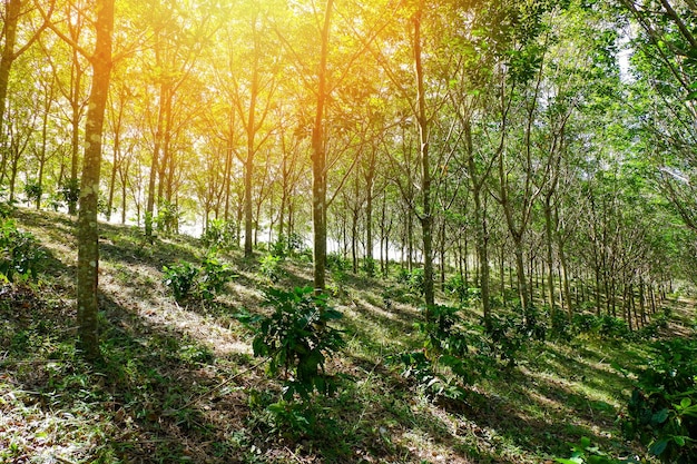 Foto plantação de borracha agricultura de árvores de borracha floresta em colina na ásia e pôr-do-sol com árvore de café sob plantação de goma agricultura mista