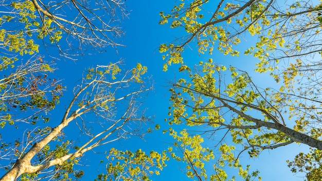 Plantação de borracha e céu azul