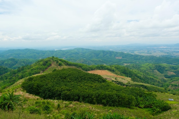 Plantação de borracha nas montanhas