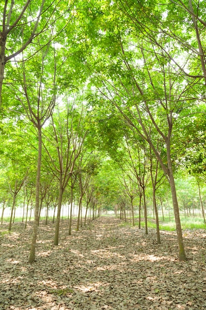 plantação de borracha