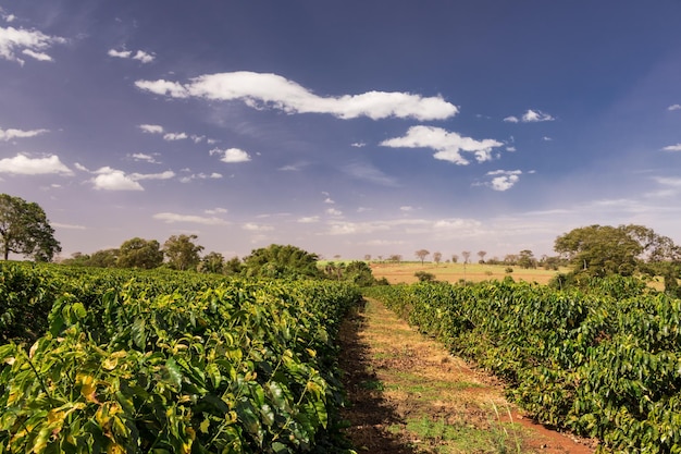 Plantação de café de fazenda em uma imagem de conceito de dia ensolarado