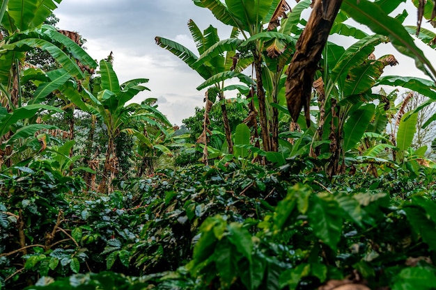 Plantação de café orgânico na floresta tropical