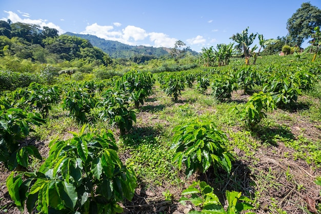 Foto plantação de café