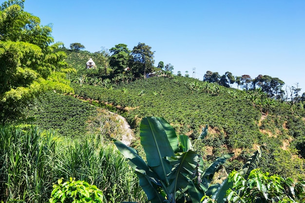 Plantação de café