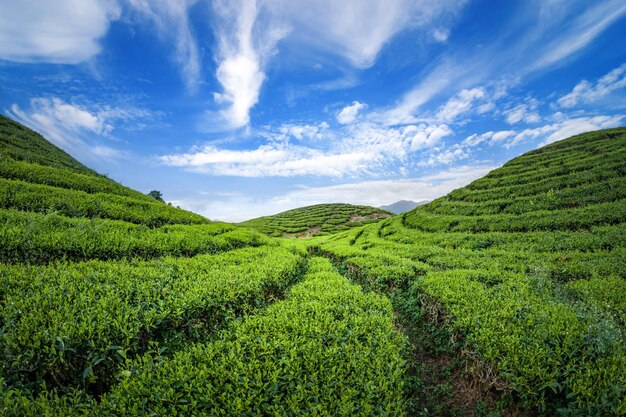 Plantação de campo de chá em lindo dia e céu