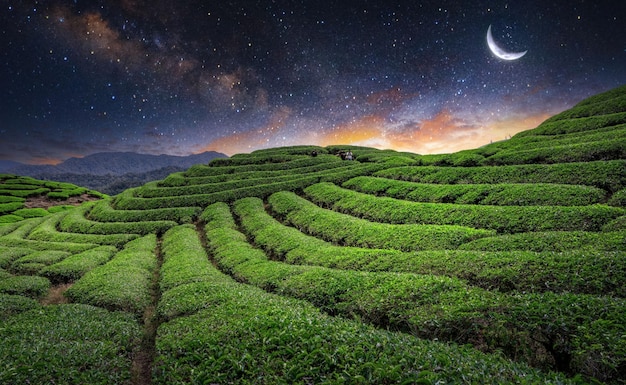 Plantação de campo de chá na bela noite e céu