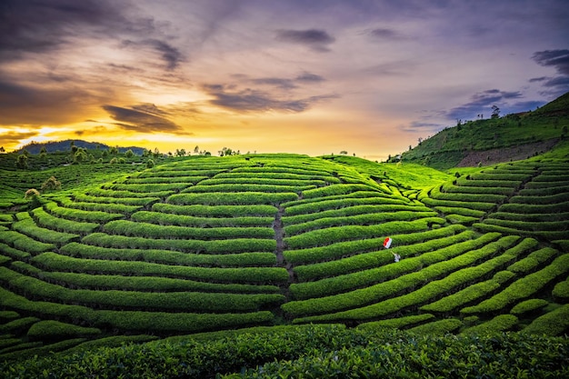 Plantação de campo de chá no belo pôr do sol