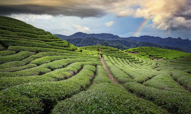 Plantação de campo de chá no lindo céu do pôr do sol