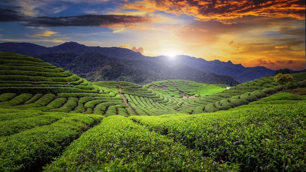 Plantação de campo de chá no lindo céu do pôr do sol