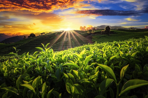 Plantação de campo de chá no lindo céu do pôr do sol