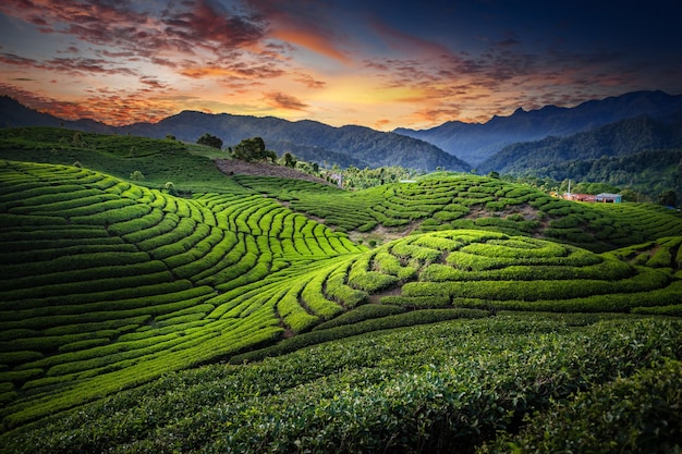 Plantação de campo de chá no lindo céu do pôr do sol