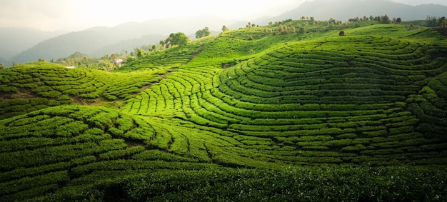 Plantação de Campo de Chá