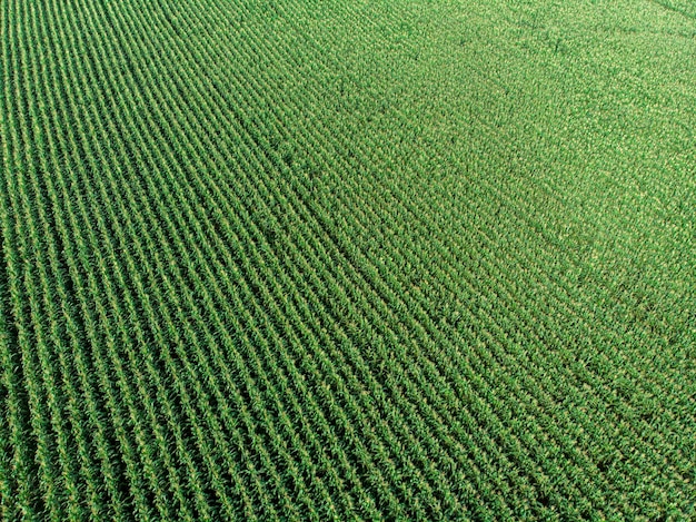 Plantação de campo de milho de milho verde na temporada agrícola de verão.