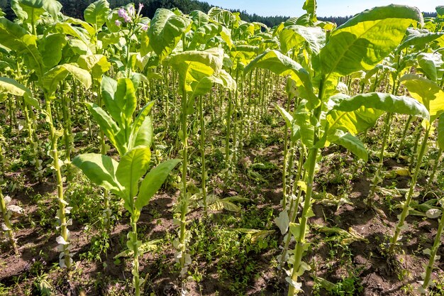 Plantação de campo de tabaco sob céu azul com grandes folhas verdes