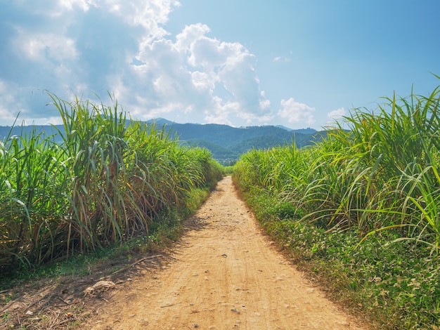 Plantação de cana-de-açúcar. Agricultura em Muang Long, norte do Laos. Terras agrícolas da indústria nos países em desenvolvimento.