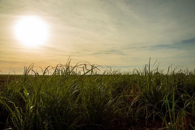 Plantação de cana-de-açúcar ao pôr do sol.