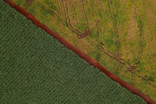 Plantação de cana-de-açúcar e soja separada por estrada de terra