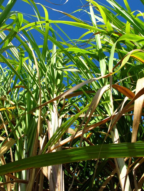 Plantação de cana-de-açúcar em cuba