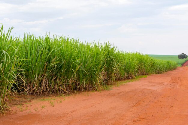 Plantação de cana-de-açúcar em dia ensolarado