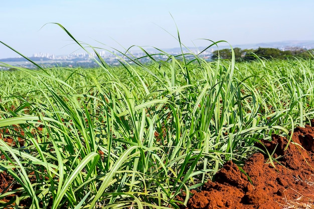 Plantação de cana-de-açúcar em dia ensolarado