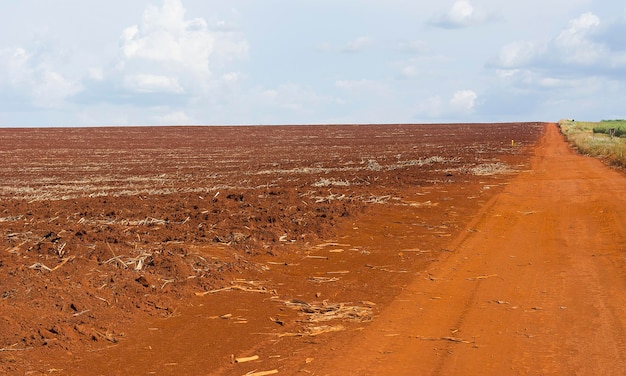 Plantação de cana-de-açúcar em dia ensolarado