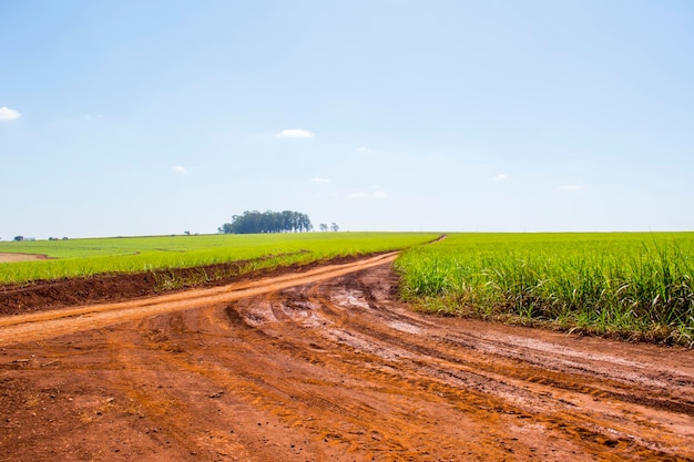 Plantação de cana-de-açúcar em dia ensolarado