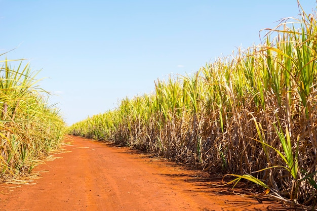 Plantação de cana-de-açúcar em dia ensolarado