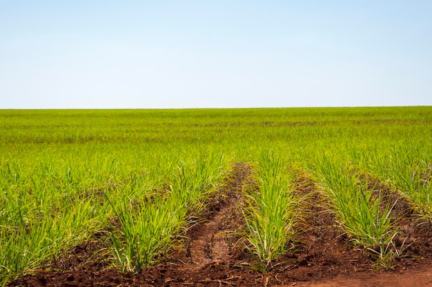 Plantação de cana-de-açúcar em dia ensolarado