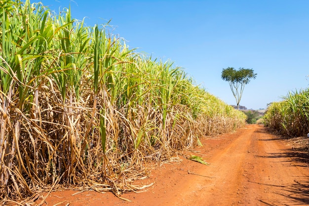 Plantação de cana-de-açúcar em dia ensolarado