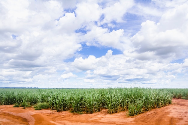 Plantação de cana-de-açúcar no brasil