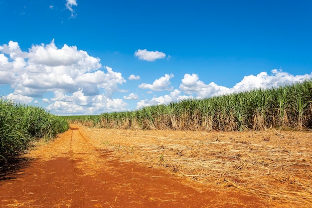 Plantação de cana-de-açúcar num dia ensolarado