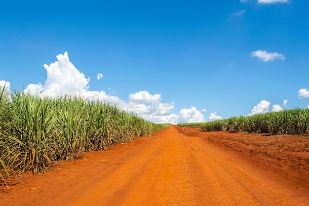 Plantação de cana-de-açúcar num dia ensolarado