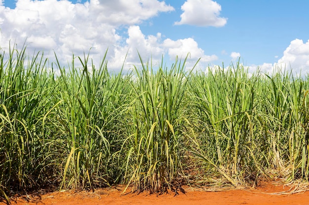 Plantação de cana-de-açúcar num dia ensolarado