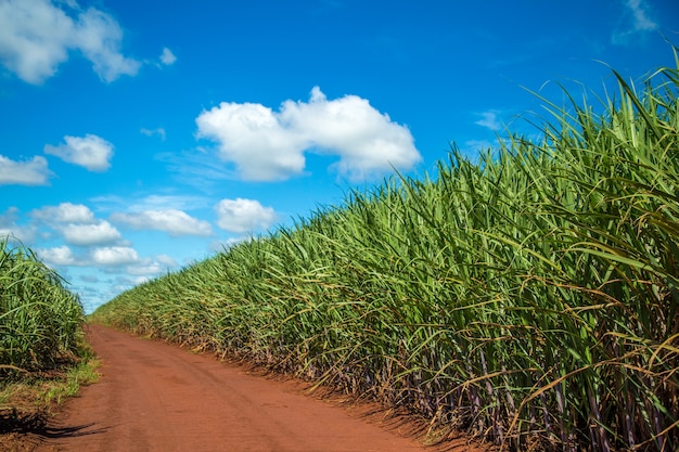 Foto plantação de cana de açúcar