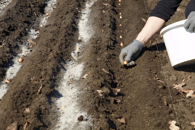 Plantação de cebolinha com fertilizantes