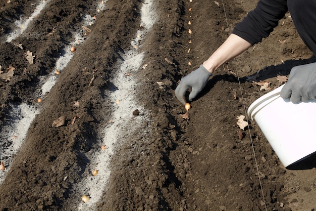 Plantação de cebolinha com fertilizantes