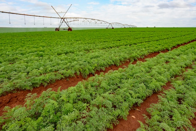 Plantação de cenoura agrícola com sistema de irrigação por pivô em segundo plano