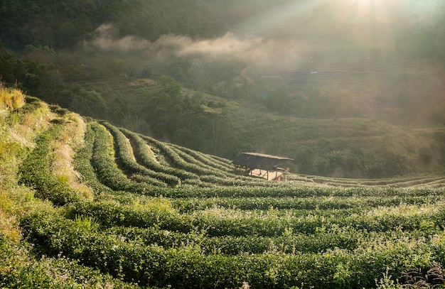 Plantação de chá bela paisagem famosa atração turística