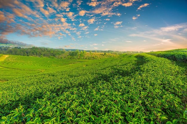 Plantação de chá de manhãVista do nascer do sol da paisagem de plantação de chá Plantações de chá de manhã