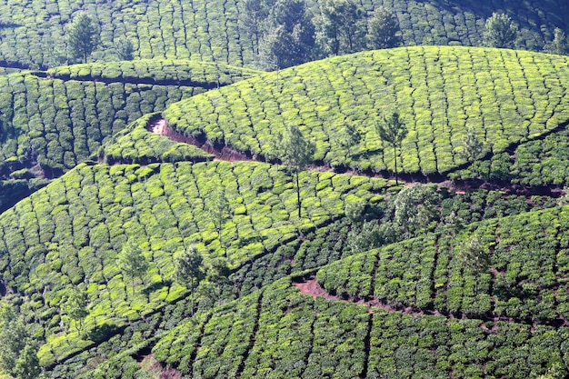 Plantação de chá de montanha na Índia