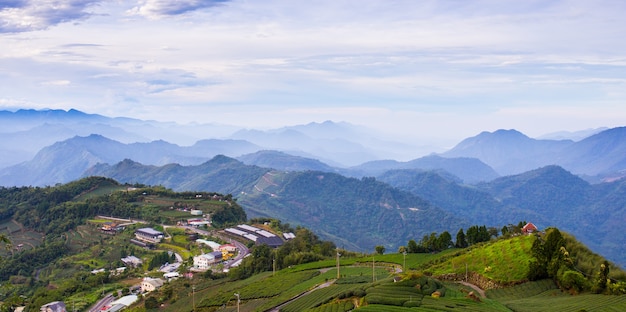 Plantação de chá e natureza da montanha em Taiwan