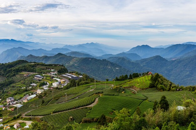 Plantação de chá e natureza da montanha em Taiwan