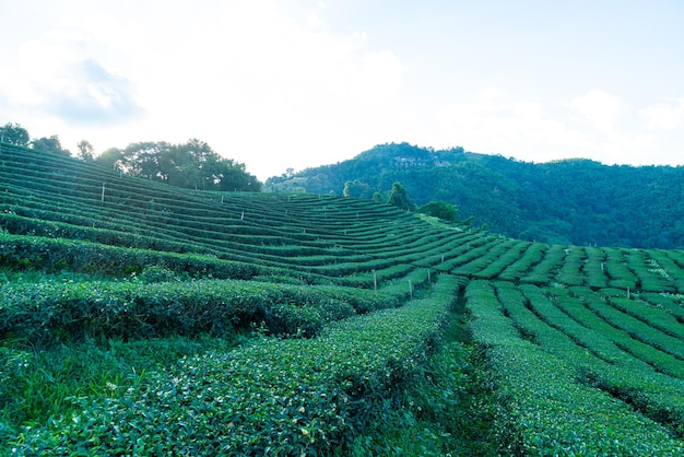 Plantação de chá e plantação de chá verde